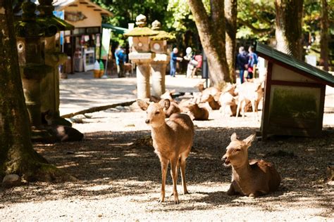 神鹿|世界遺産「春日大社」：神の使いの鹿と3000基の燈籠が伝える。